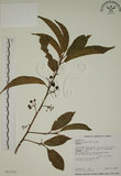 中文名:鈍齒鼠李(S012767)學名:Rhamnus crenata Sieb. & Zucc.(S012767)英文名:Oriental Buckthorn