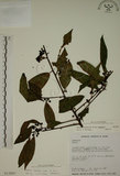 中文名:鈍齒鼠李(S013997)學名:Rhamnus crenata Sieb. & Zucc.(S013997)英文名:Oriental Buckthorn