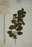 中文名:鈍齒鼠李(S029812)學名:Rhamnus crenata Sieb. & Zucc.(S029812)英文名:Oriental Buckthorn
