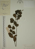 中文名:鈍齒鼠李(S030104)學名:Rhamnus crenata Sieb. & Zucc.(S030104)英文名:Oriental Buckthorn