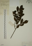 中文名:鈍齒鼠李(S033284)學名:Rhamnus crenata Sieb. & Zucc.(S033284)英文名:Oriental Buckthorn