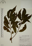 中文名:鈍齒鼠李(S034175)學名:Rhamnus crenata Sieb. & Zucc.(S034175)英文名:Oriental Buckthorn