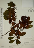 中文名:鈍齒鼠李(S034822)學名:Rhamnus crenata Sieb. & Zucc.(S034822)英文名:Oriental Buckthorn