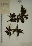 中文名:鈍齒鼠李(S045568)學名:Rhamnus crenata Sieb. & Zucc.(S045568)英文名:Oriental Buckthorn