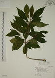 中文名:鈍齒鼠李(S046552)學名:Rhamnus crenata Sieb. & Zucc.(S046552)英文名:Oriental Buckthorn