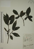 中文名:鈍齒鼠李(S051903)學名:Rhamnus crenata Sieb. & Zucc.(S051903)英文名:Oriental Buckthorn