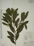 中文名:鈍齒鼠李(S052483)學名:Rhamnus crenata Sieb. & Zucc.(S052483)英文名:Oriental Buckthorn