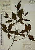 中文名:鈍齒鼠李(S056379)學名:Rhamnus crenata Sieb. & Zucc.(S056379)英文名:Oriental Buckthorn