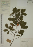 中文名:鈍齒鼠李(S059433)學名:Rhamnus crenata Sieb. & Zucc.(S059433)英文名:Oriental Buckthorn