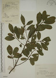 中文名:鈍齒鼠李(S060665)學名:Rhamnus crenata Sieb. & Zucc.(S060665)英文名:Oriental Buckthorn