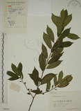 中文名:鈍齒鼠李(S060997)學名:Rhamnus crenata Sieb. & Zucc.(S060997)英文名:Oriental Buckthorn