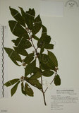 中文名:鈍齒鼠李(S072981)學名:Rhamnus crenata Sieb. & Zucc.(S072981)英文名:Oriental Buckthorn