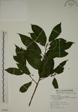 中文名:鈍齒鼠李(S074469)學名:Rhamnus crenata Sieb. & Zucc.(S074469)英文名:Oriental Buckthorn