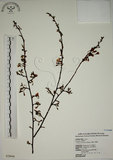 中文名:霧社山櫻花(S028646)學名:Prunus taiwaniana Hayata(S028646)英文名:Wusheh Cherry