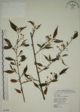 中文名:霧社山櫻花(S054995)學名:Prunus taiwaniana Hayata(S054995)英文名:Wusheh Cherry