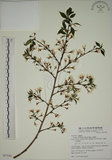 中文名:霧社山櫻花(S077243)學名:Prunus taiwaniana Hayata(S077243)英文名:Wusheh Cherry