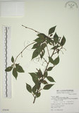 中文名:霧社山櫻花(S078109)學名:Prunus taiwaniana Hayata(S078109)英文名:Wusheh Cherry
