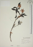 中文名:山黃梔(S000396)學名:Gardenia jasminoides Ellis(S000396)中文別名:梔子英文名:Capejasmine