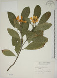 中文名:山黃梔(S002220)學名:Gardenia jasminoides Ellis(S002220)中文別名:梔子英文名:Capejasmine