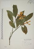 中文名:山黃梔(S002221)學名:Gardenia jasminoides Ellis(S002221)中文別名:梔子英文名:Capejasmine