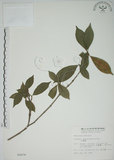 中文名:山黃梔(S002676)學名:Gardenia jasminoides Ellis(S002676)中文別名:梔子英文名:Capejasmine