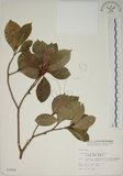 中文名:山黃梔(S003606)學名:Gardenia jasminoides Ellis(S003606)中文別名:梔子英文名:Capejasmine