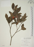 中文名:山黃梔(S005851)學名:Gardenia jasminoides Ellis(S005851)中文別名:梔子英文名:Capejasmine