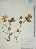 中文名:山黃梔(S016012)學名:Gardenia jasminoides Ellis(S016012)中文別名:梔子英文名:Capejasmine