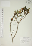 中文名:山黃梔(S017820)學名:Gardenia jasminoides Ellis(S017820)中文別名:梔子英文名:Capejasmine