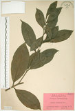 中文名:山黃梔(S018606)學名:Gardenia jasminoides Ellis(S018606)中文別名:梔子英文名:Capejasmine