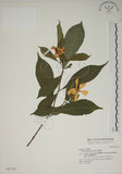 中文名:山黃梔(S021757)學名:Gardenia jasminoides Ellis(S021757)中文別名:梔子英文名:Capejasmine