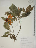 中文名:山黃梔(S026053)學名:Gardenia jasminoides Ellis(S026053)中文別名:梔子英文名:Capejasmine