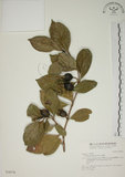 中文名:山黃梔(S028376)學名:Gardenia jasminoides Ellis(S028376)中文別名:梔子英文名:Capejasmine
