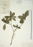 中文名:山黃梔(S030215)學名:Gardenia jasminoides Ellis(S030215)中文別名:梔子英文名:Capejasmine