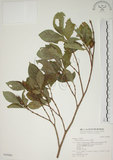 中文名:山黃梔(S030686)學名:Gardenia jasminoides Ellis(S030686)中文別名:梔子英文名:Capejasmine