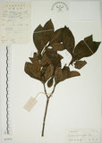 中文名:山黃梔(S032919)學名:Gardenia jasminoides Ellis(S032919)中文別名:梔子英文名:Capejasmine