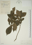 中文名:山黃梔(S037936)學名:Gardenia jasminoides Ellis(S037936)中文別名:梔子英文名:Capejasmine