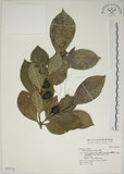 中文名:山黃梔(S042718)學名:Gardenia jasminoides Ellis(S042718)中文別名:梔子英文名:Capejasmine