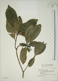 中文名:山黃梔(S042976)學名:Gardenia jasminoides Ellis(S042976)中文別名:梔子英文名:Capejasmine