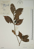 中文名:山黃梔(S044396)學名:Gardenia jasminoides Ellis(S044396)中文別名:梔子英文名:Capejasmine