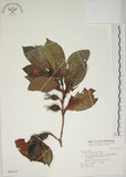 中文名:山黃梔(S046834)學名:Gardenia jasminoides Ellis(S046834)中文別名:梔子英文名:Capejasmine