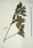 中文名:山黃梔(S047404)學名:Gardenia jasminoides Ellis(S047404)中文別名:梔子英文名:Capejasmine
