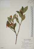 中文名:山黃梔(S050009)學名:Gardenia jasminoides Ellis(S050009)中文別名:梔子英文名:Capejasmine