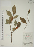 中文名:山黃梔(S052335)學名:Gardenia jasminoides Ellis(S052335)中文別名:梔子英文名:Capejasmine