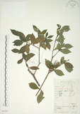 中文名:山黃梔(S053261)學名:Gardenia jasminoides Ellis(S053261)中文別名:梔子英文名:Capejasmine