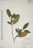 中文名:山黃梔(S053593)學名:Gardenia jasminoides Ellis(S053593)中文別名:梔子英文名:Capejasmine