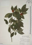 中文名:山黃梔(S053634)學名:Gardenia jasminoides Ellis(S053634)中文別名:梔子英文名:Capejasmine