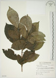 中文名:山黃梔(S054149)學名:Gardenia jasminoides Ellis(S054149)中文別名:梔子英文名:Capejasmine