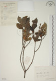 中文名:山黃梔(S055304)學名:Gardenia jasminoides Ellis(S055304)中文別名:梔子英文名:Capejasmine