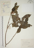 中文名:山黃梔(S057830)學名:Gardenia jasminoides Ellis(S057830)中文別名:梔子英文名:Capejasmine